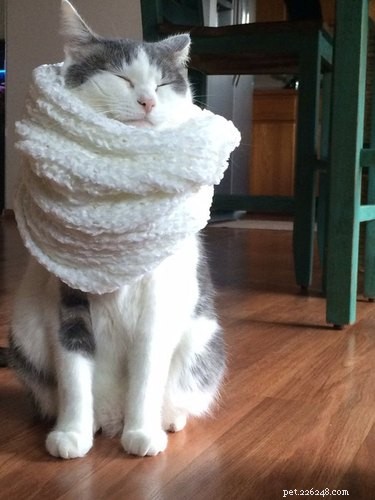 16 Pets Ready for a Warm, Cozy Autumn