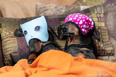 16 Pets Ready for a Warm, Cozy Autumn