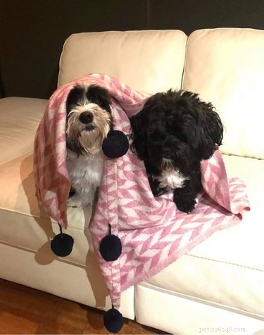 16 Pets Ready for a Warm, Cozy Autumn