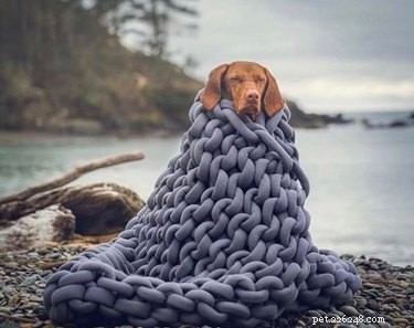 16 Pets Ready for a Warm, Cozy Autumn
