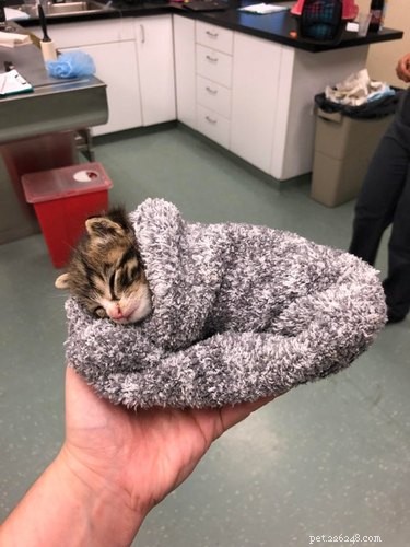 16 Pets Ready for a Warm, Cozy Autumn