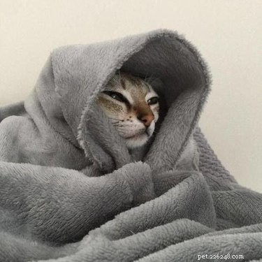 16 Pets Ready for a Warm, Cozy Autumn