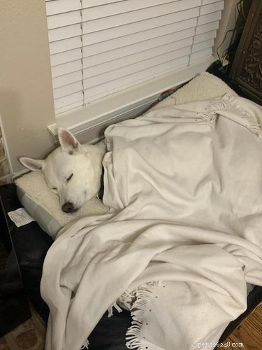 16 Pets Ready for a Warm, Cozy Autumn