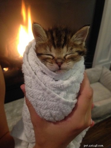16 Pets Ready for a Warm, Cozy Autumn