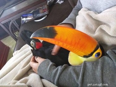 16 Pets Ready for a Warm, Cozy Autumn