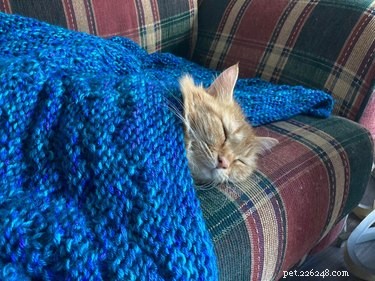 16 Pets Ready for a Warm, Cozy Autumn