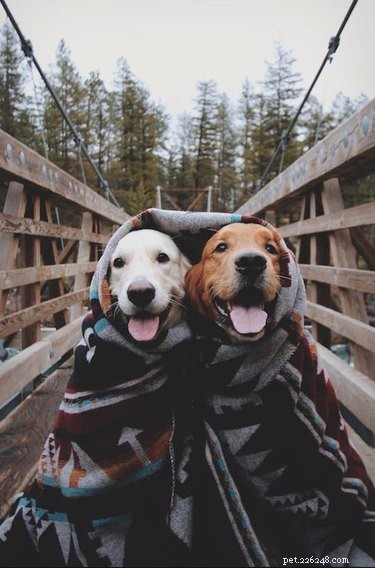16 Pets Ready for a Warm, Cozy Autumn