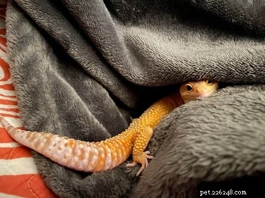 16 Pets Ready for a Warm, Cozy Autumn