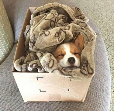 16 Pets Ready for a Warm, Cozy Autumn