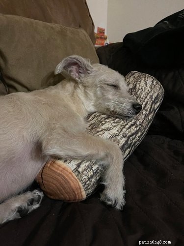 16 Pets Ready for a Warm, Cozy Autumn