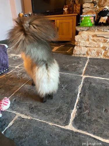 18 Adorable Cats in Stylish Pants: A Hilarious Collection