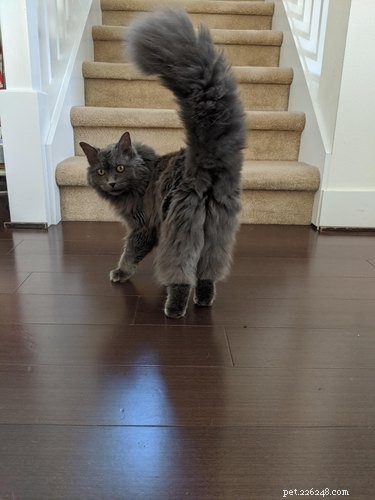 18 Adorable Cats in Stylish Pants: A Hilarious Collection
