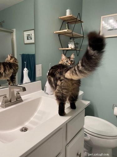 18 Adorable Cats in Stylish Pants: A Hilarious Collection