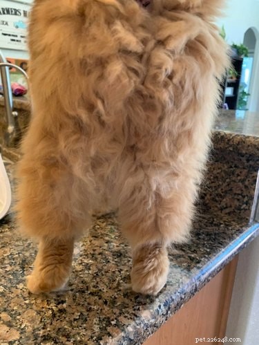 18 Adorable Cats in Stylish Pants: A Hilarious Collection