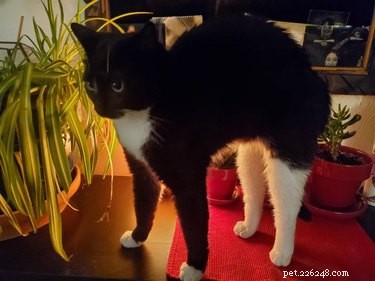 18 Adorable Cats in Stylish Pants: A Hilarious Collection