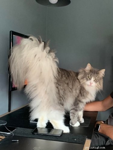 18 Adorable Cats in Stylish Pants: A Hilarious Collection