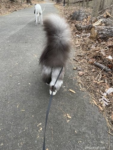 18 Adorable Cats in Stylish Pants: A Hilarious Collection