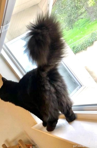 18 Adorable Cats in Stylish Pants: A Hilarious Collection