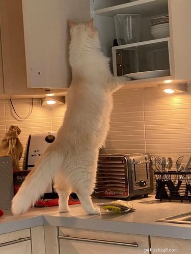 18 Adorable Cats in Stylish Pants: A Hilarious Collection