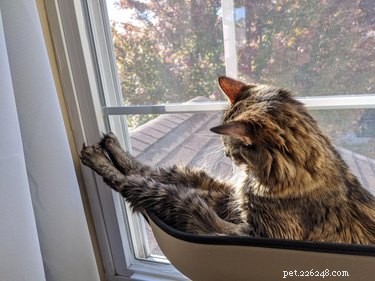 18 Adorable Cats in Stylish Pants: A Hilarious Collection