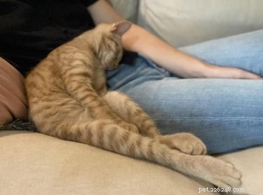 18 Adorable Cats in Stylish Pants: A Hilarious Collection