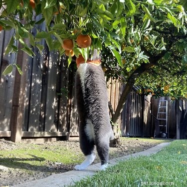 18 Adorable Cats in Stylish Pants: A Hilarious Collection