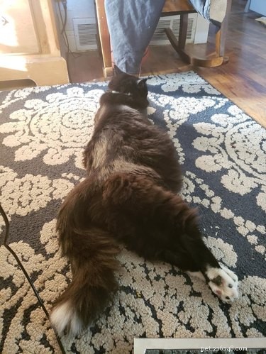 18 Adorable Cats in Stylish Pants: A Hilarious Collection