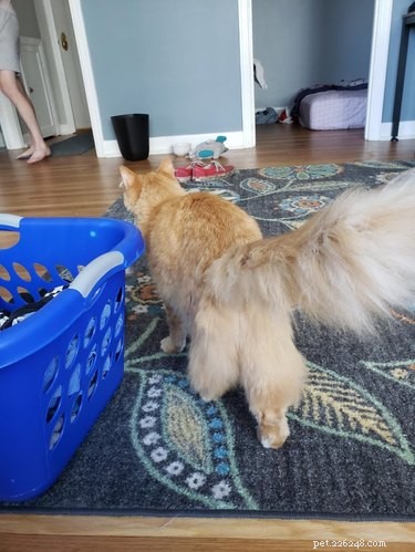 18 Adorable Cats in Stylish Pants: A Hilarious Collection