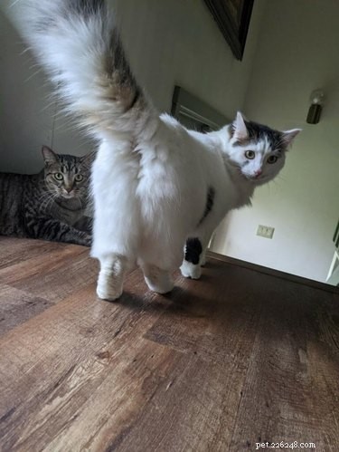 18 Adorable Cats in Stylish Pants: A Hilarious Collection