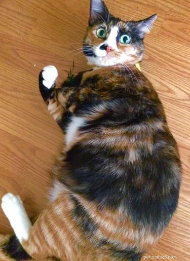 18 Adorable Cats in Stylish Pants: A Hilarious Collection