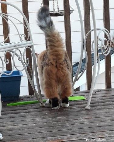 18 Adorable Cats in Stylish Pants: A Hilarious Collection