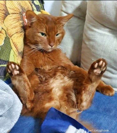 18 Cats Striking Outlandish Alien Poses That Will Leave You Amazed