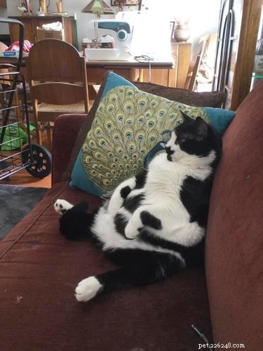 18 Cats Striking Outlandish Alien Poses That Will Leave You Amazed
