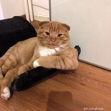 18 Cats Striking Outlandish Alien Poses That Will Leave You Amazed