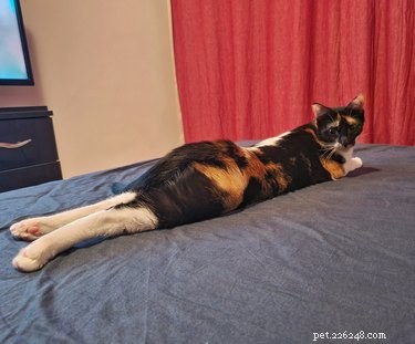 18 Cats Striking Outlandish Alien Poses That Will Leave You Amazed