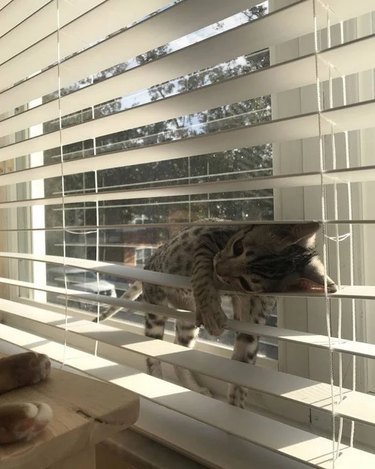 18 Cats Striking Outlandish Alien Poses That Will Leave You Amazed