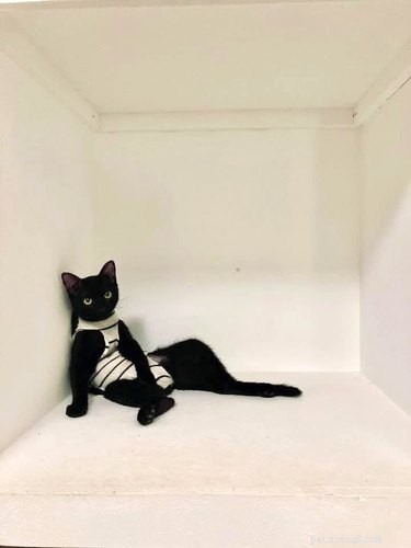 18 Cats Striking Outlandish Alien Poses That Will Leave You Amazed