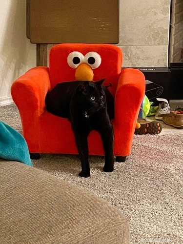 18 Cats Striking Outlandish Alien Poses That Will Leave You Amazed