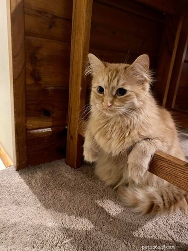 18 Cats Striking Outlandish Alien Poses That Will Leave You Amazed