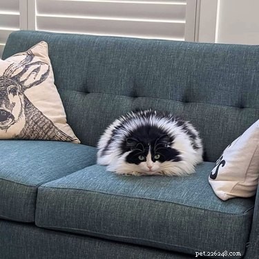18 Cats Striking Outlandish Alien Poses That Will Leave You Amazed