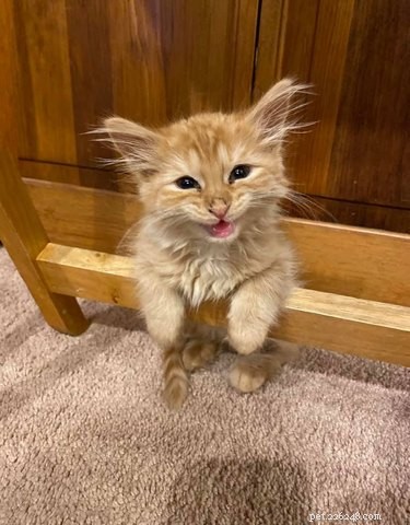 18 Cats Striking Outlandish Alien Poses That Will Leave You Amazed