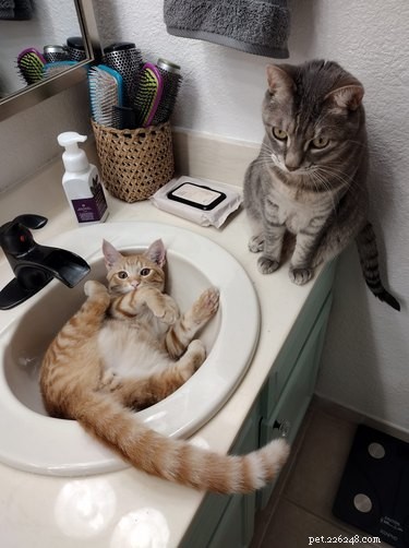 18 Cats Striking Outlandish Alien Poses That Will Leave You Amazed