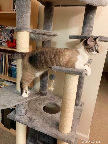 18 Cats Striking Outlandish Alien Poses That Will Leave You Amazed