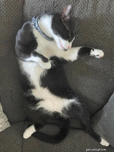 18 Cats Striking Outlandish Alien Poses That Will Leave You Amazed