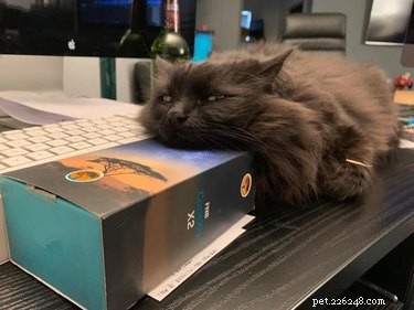 18 Cats Striking Outlandish Alien Poses That Will Leave You Amazed