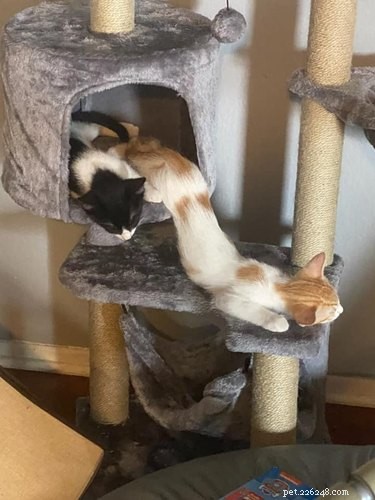 18 Cats Striking Outlandish Alien Poses That Will Leave You Amazed