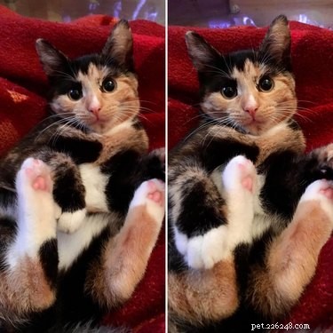 18 Cats Striking Outlandish Alien Poses That Will Leave You Amazed