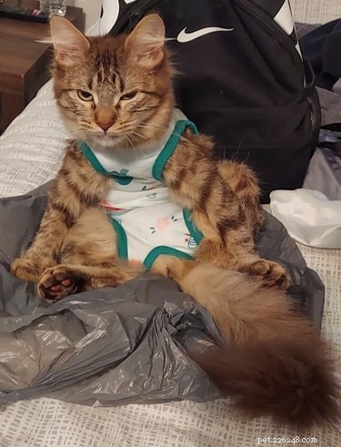 18 Cats Striking Outlandish Alien Poses That Will Leave You Amazed