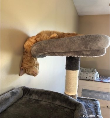 18 Cats Striking Outlandish Alien Poses That Will Leave You Amazed
