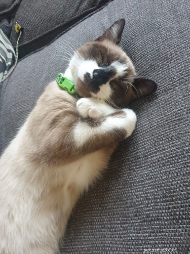 18 Cats Striking Outlandish Alien Poses That Will Leave You Amazed